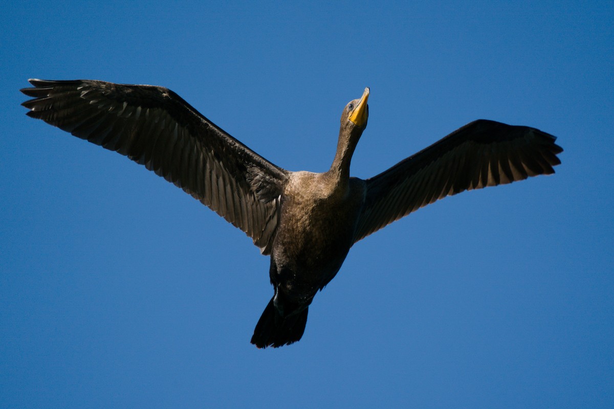 Double-crested Cormorant - Peter F