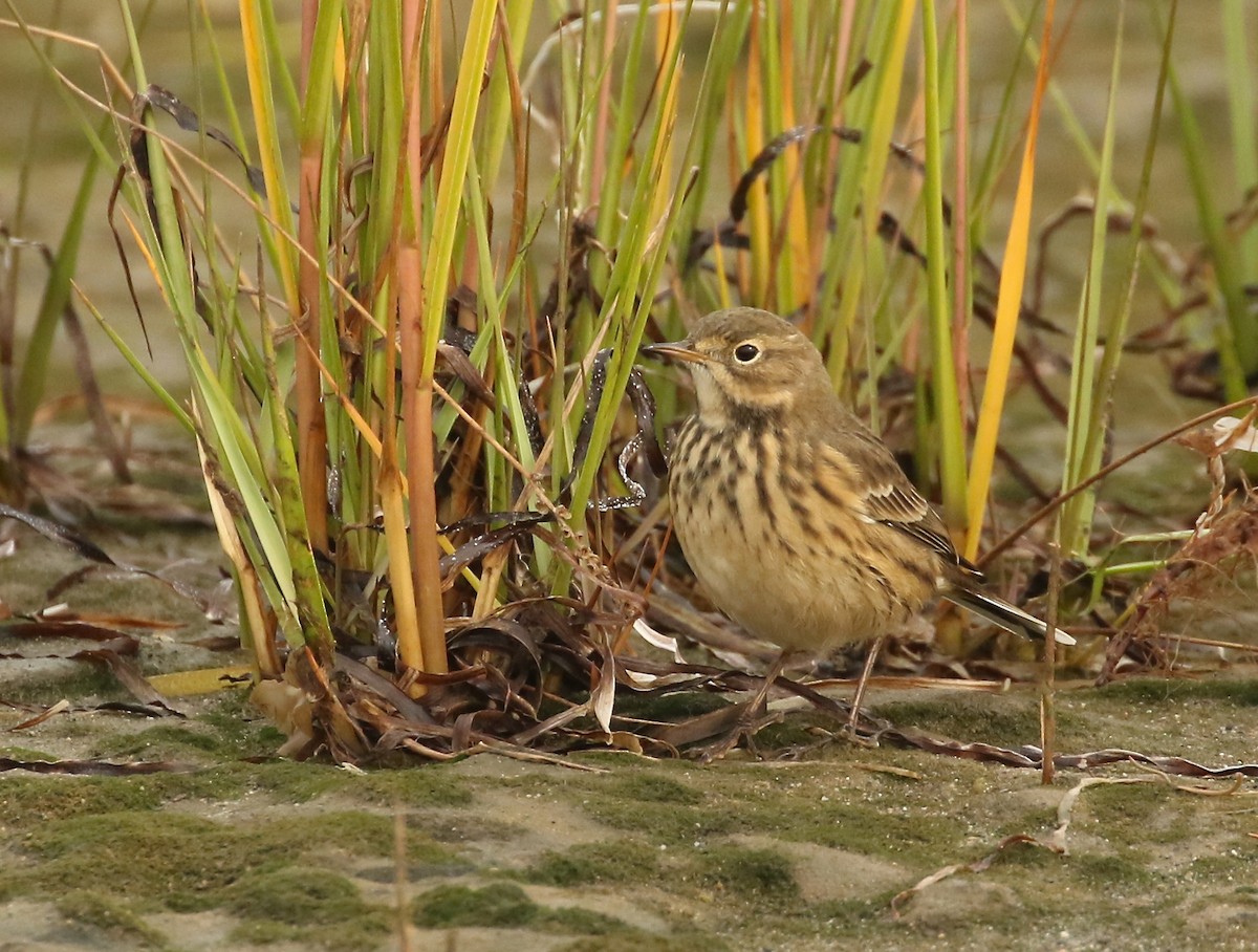 American Pipit - Denise  McIsaac