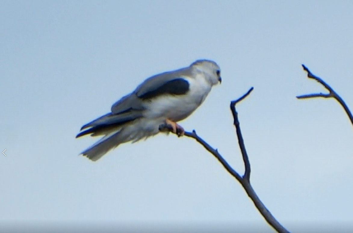 White-tailed Kite - Hector Ceballos-Lascurain