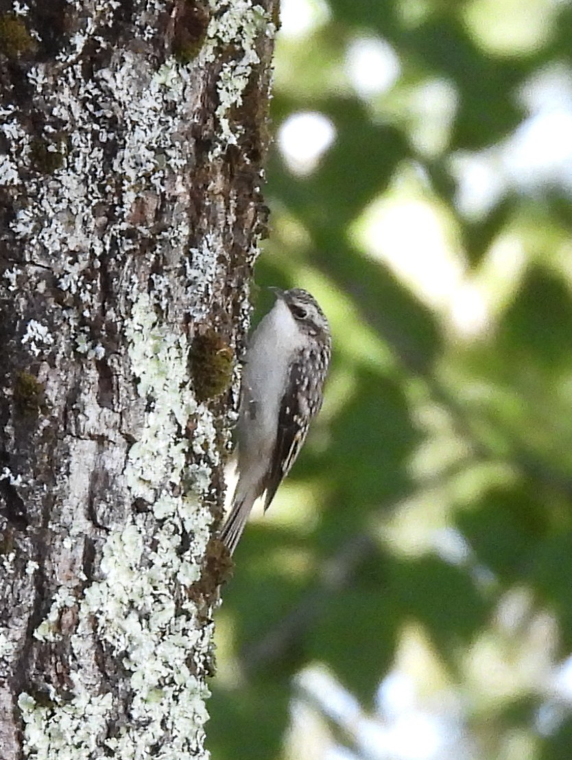 Brown Creeper - Cathy Wennerth