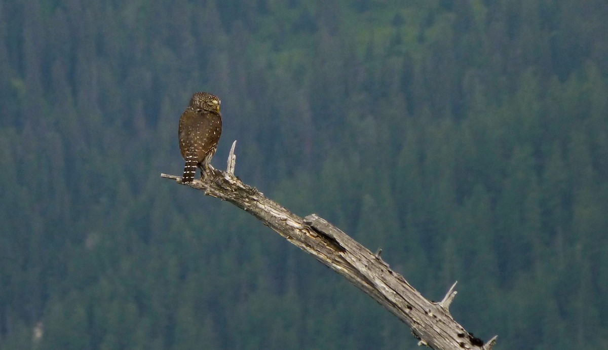 Northern Pygmy-Owl - ML26408801