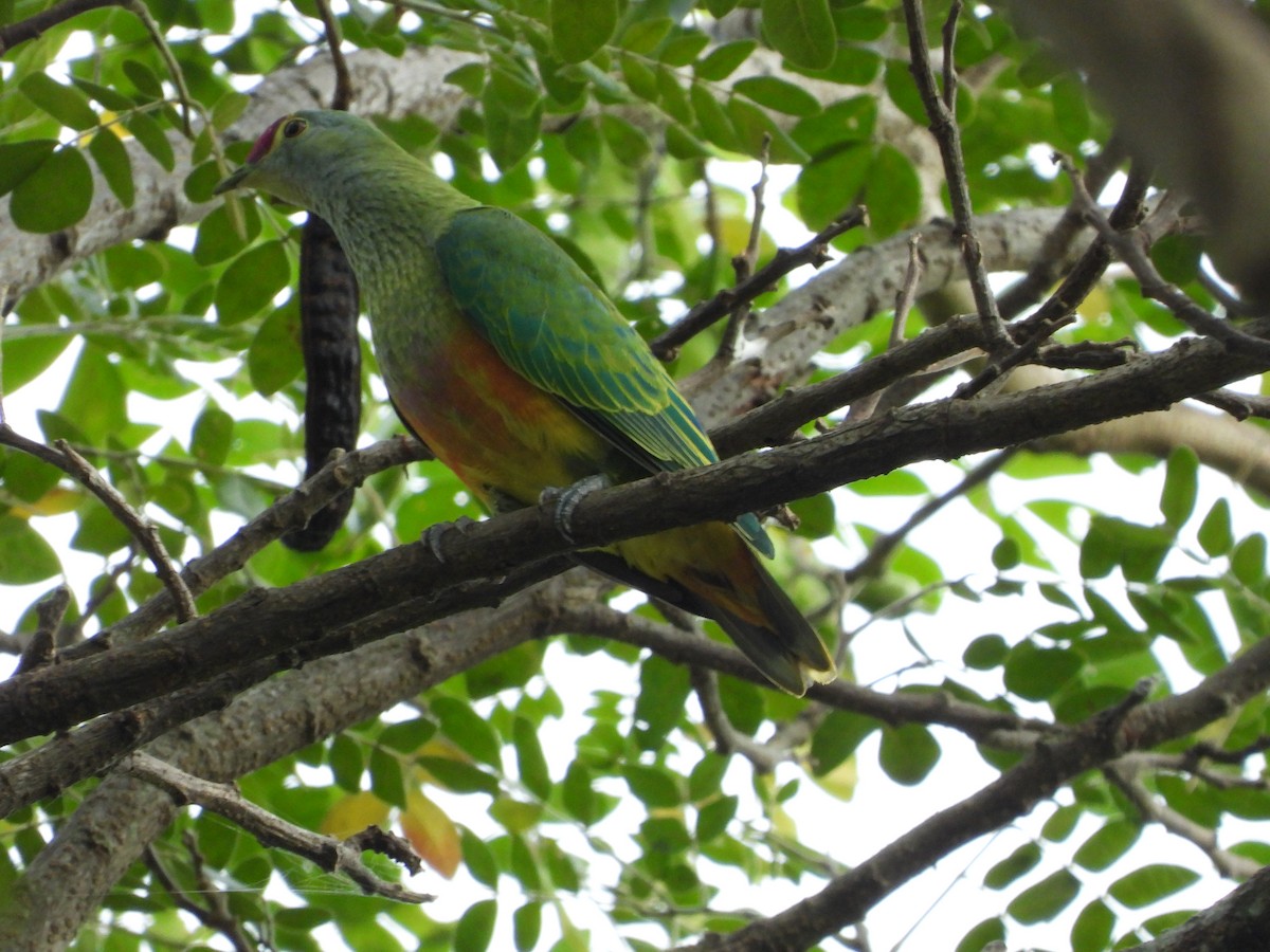 Rose-crowned Fruit-Dove - ML264088831