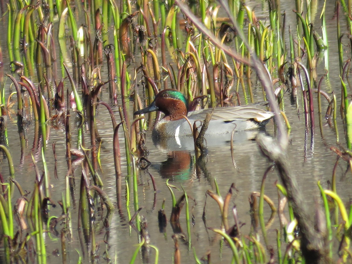 Green-winged Teal - ML26409311