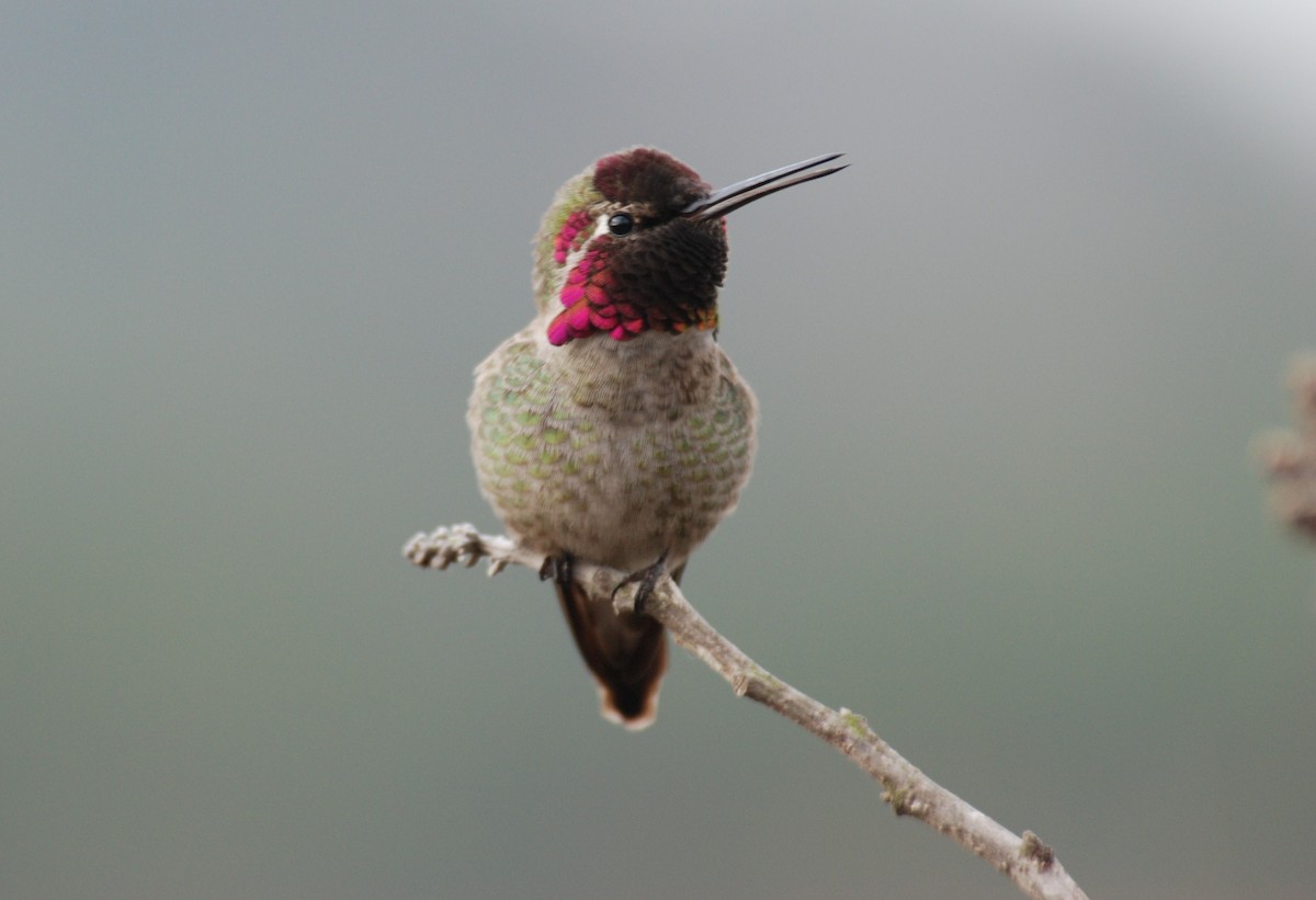 Anna's Hummingbird - ML264094651