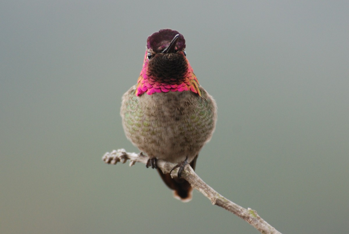 Anna's Hummingbird - ML264094701