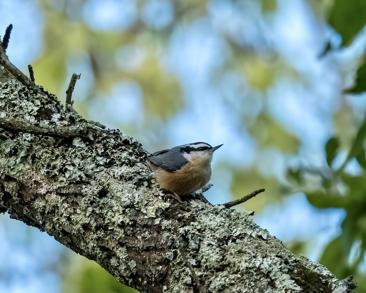 Red-breasted Nuthatch - Scott and Jennifer Russom