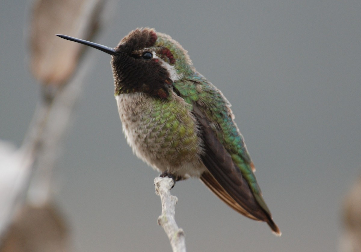 Anna's Hummingbird - Michael I Christie
