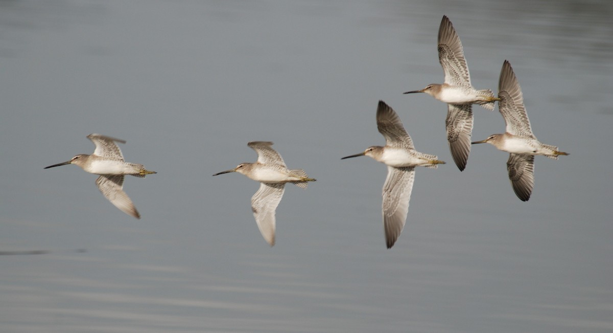 Long-billed Dowitcher - ML264094981