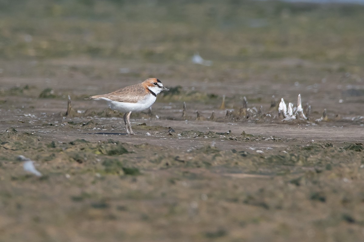 Collared Plover - ML264096151