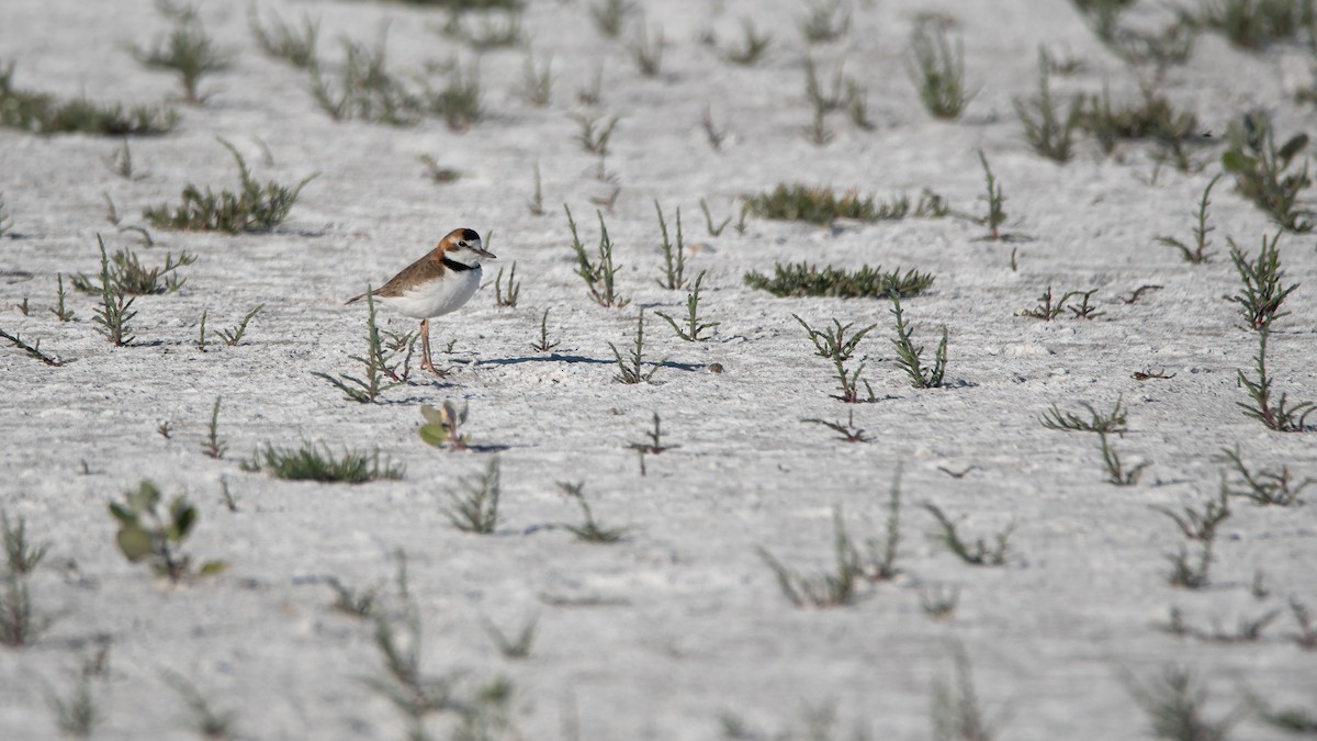 Collared Plover - ML264096241