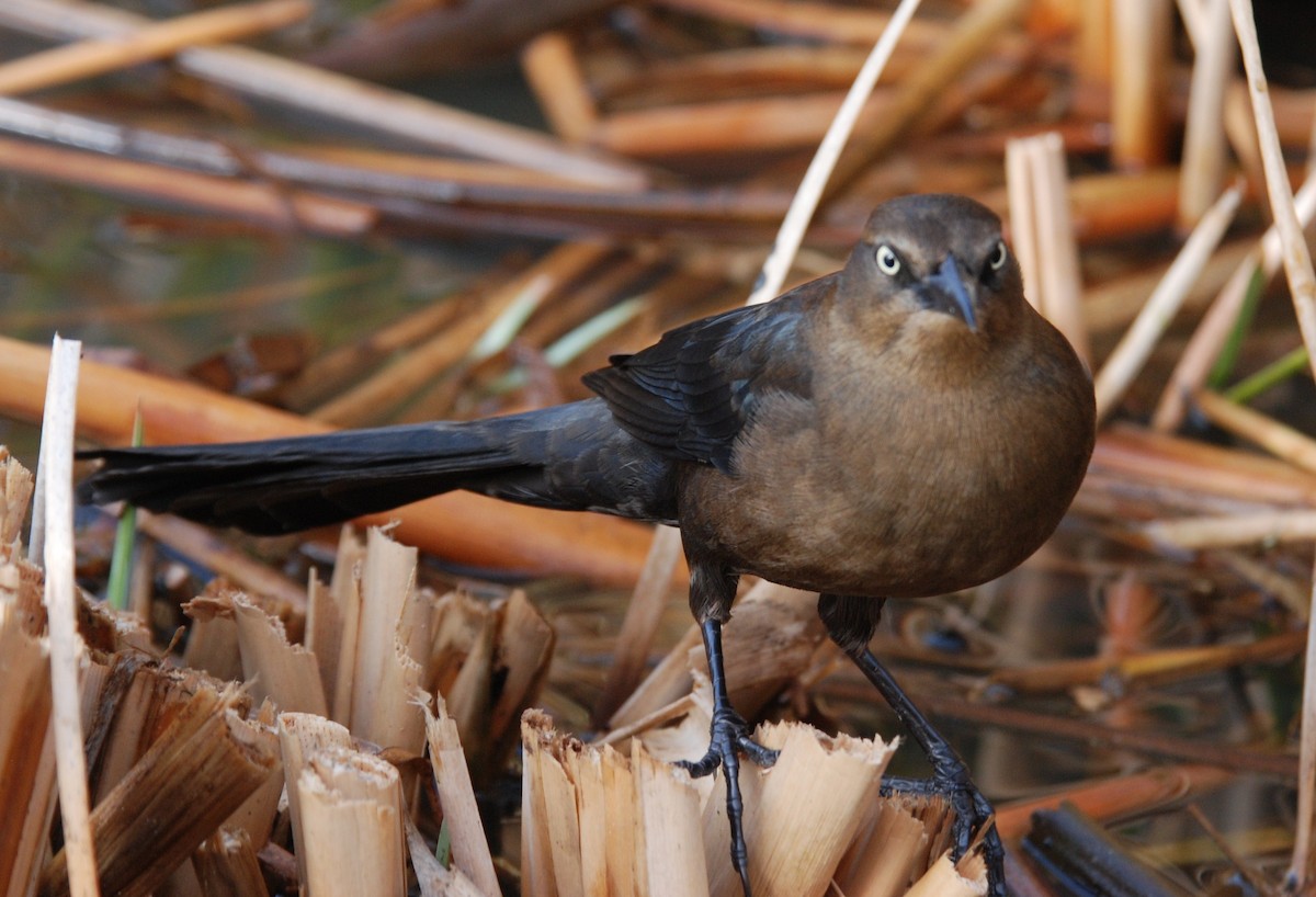 Great-tailed Grackle - ML264097191