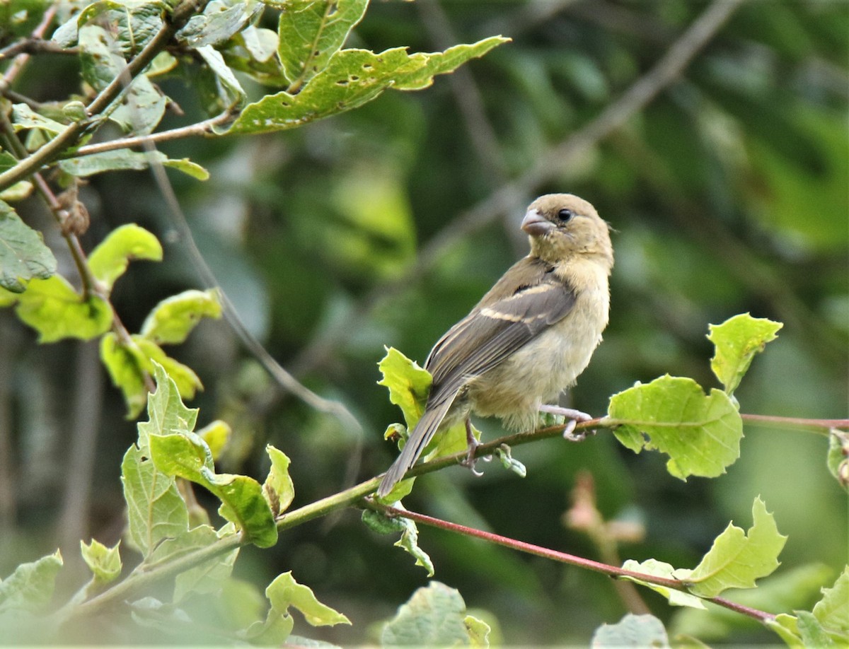 Morelet's Seedeater - Josue  de León Lux (Birding Guide) josuedeleonlux@gmail.com +502 3068 8988