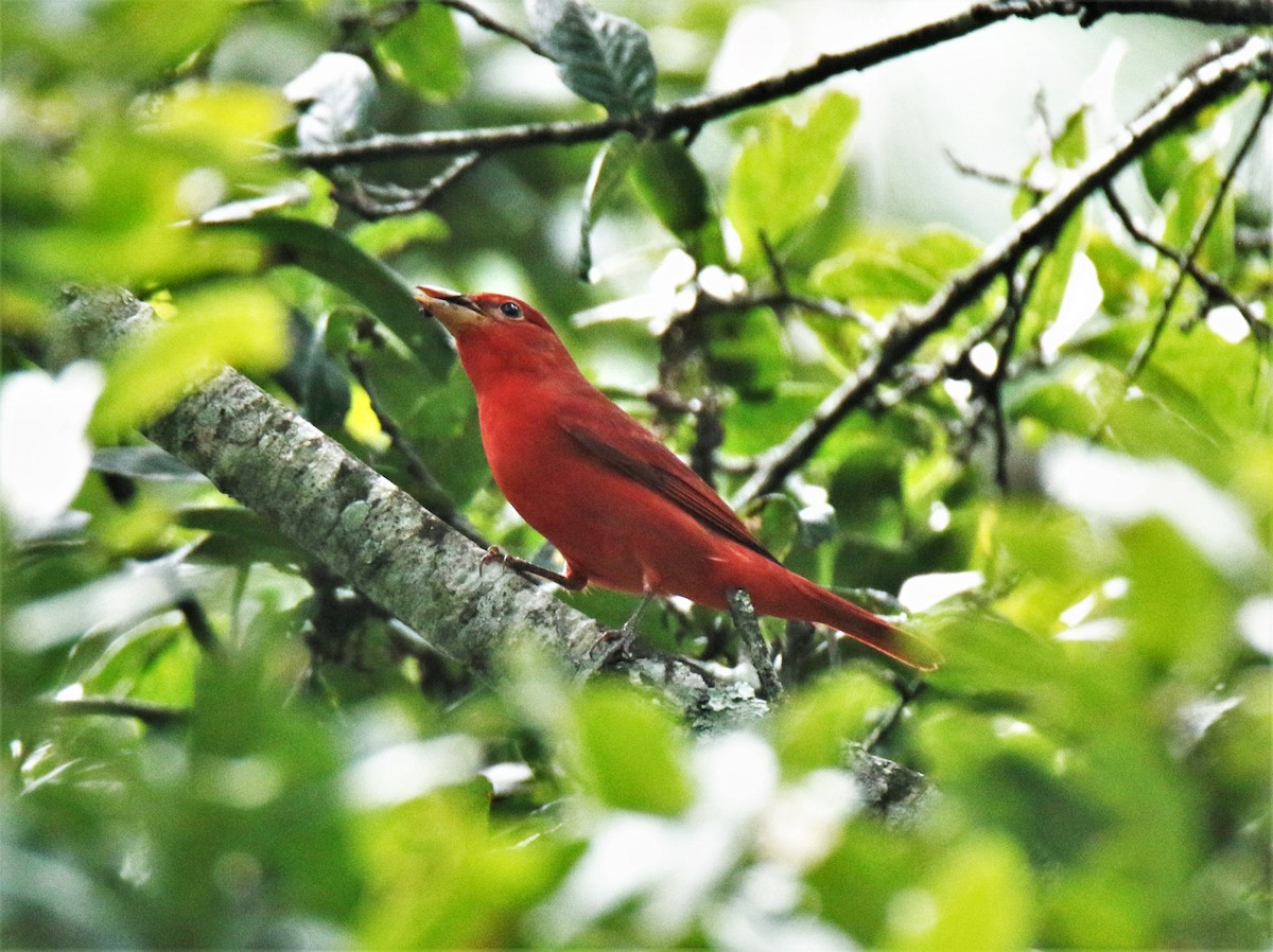 Summer Tanager - Josue  de León Lux (Birding Guide) josuedeleonlux@gmail.com +502 3068 8988