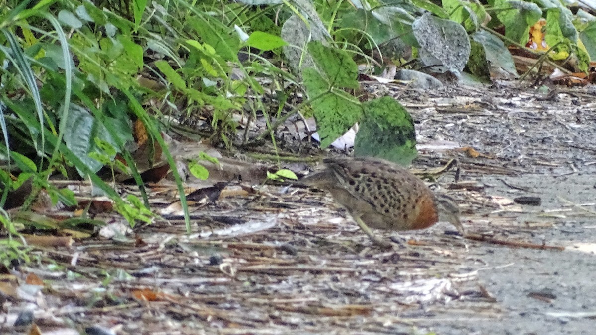 Spotted Buttonquail - ML264103271
