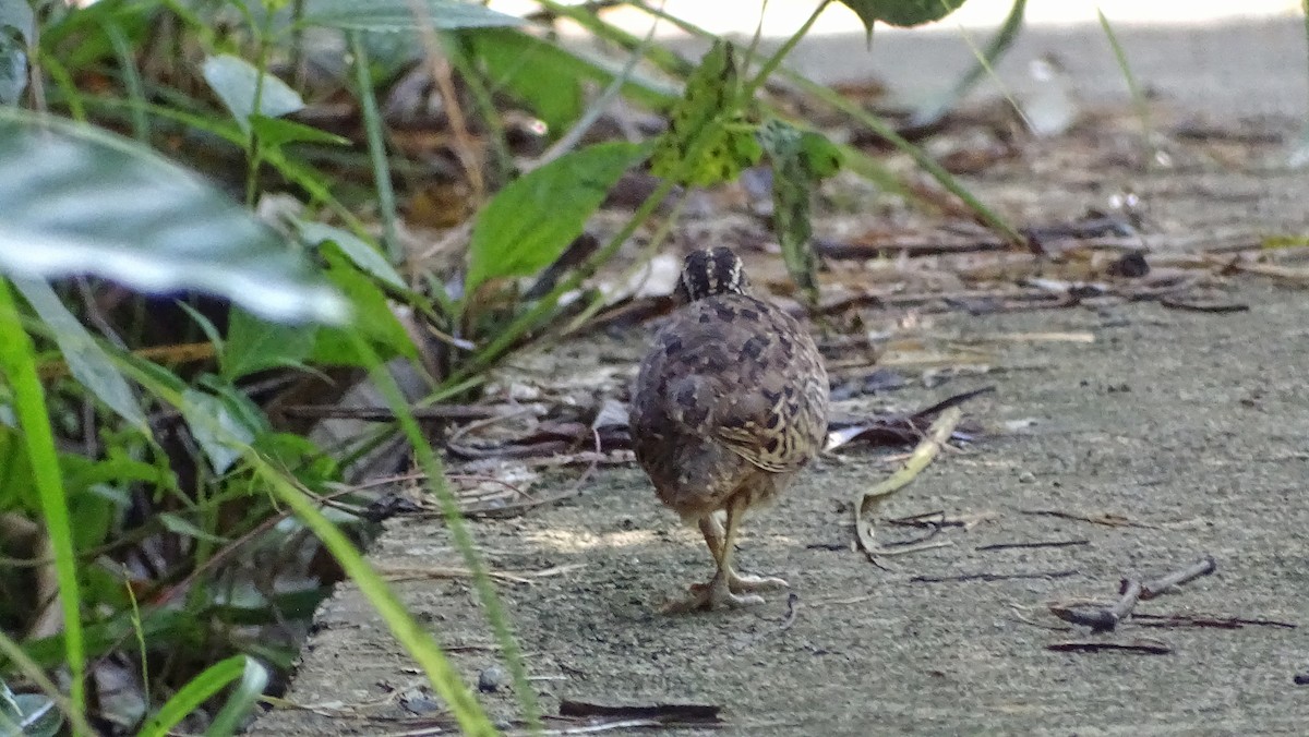 Spotted Buttonquail - ML264103281