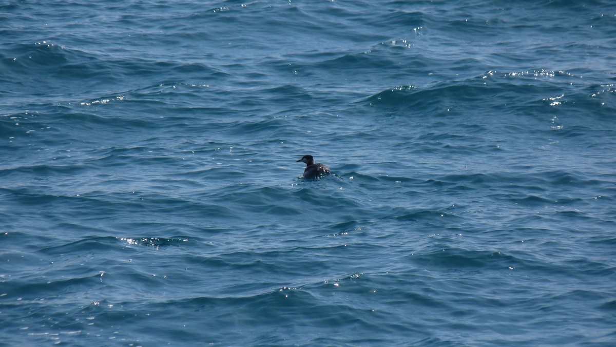 Red-necked Grebe - ML26410851