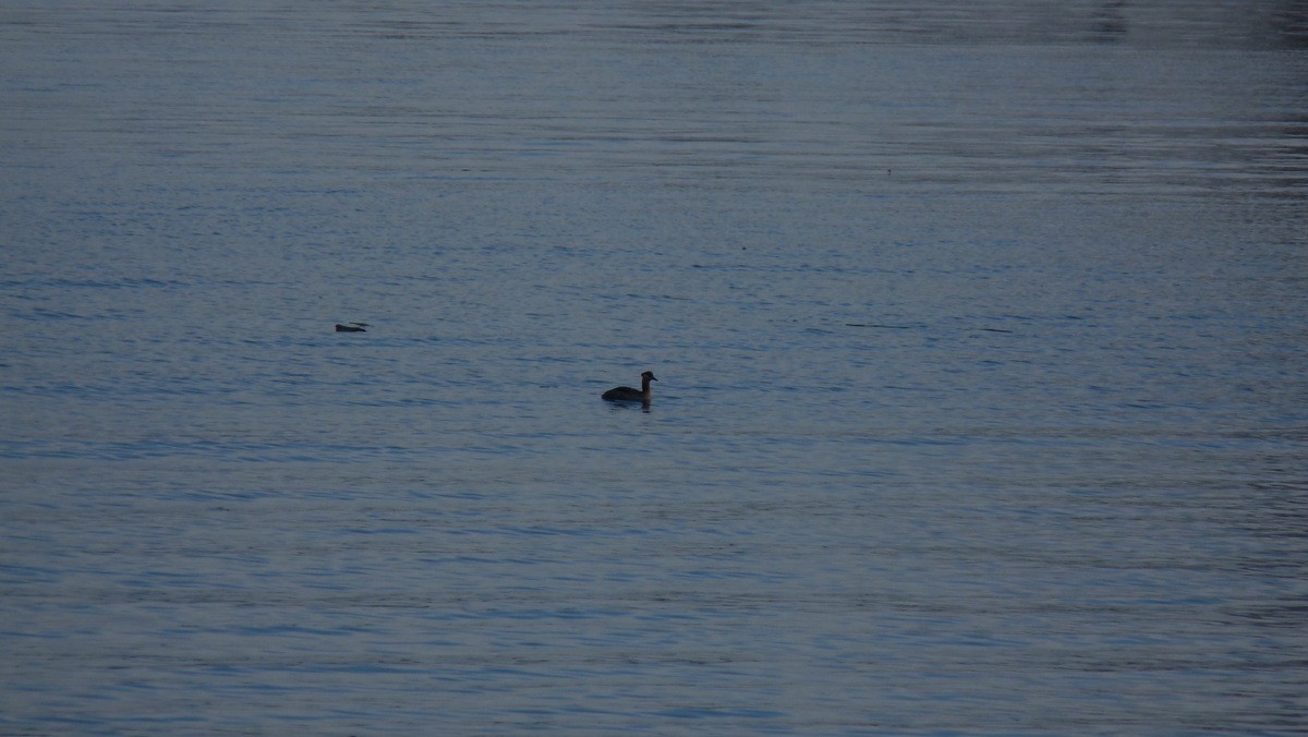 Red-necked Grebe - ML26410861