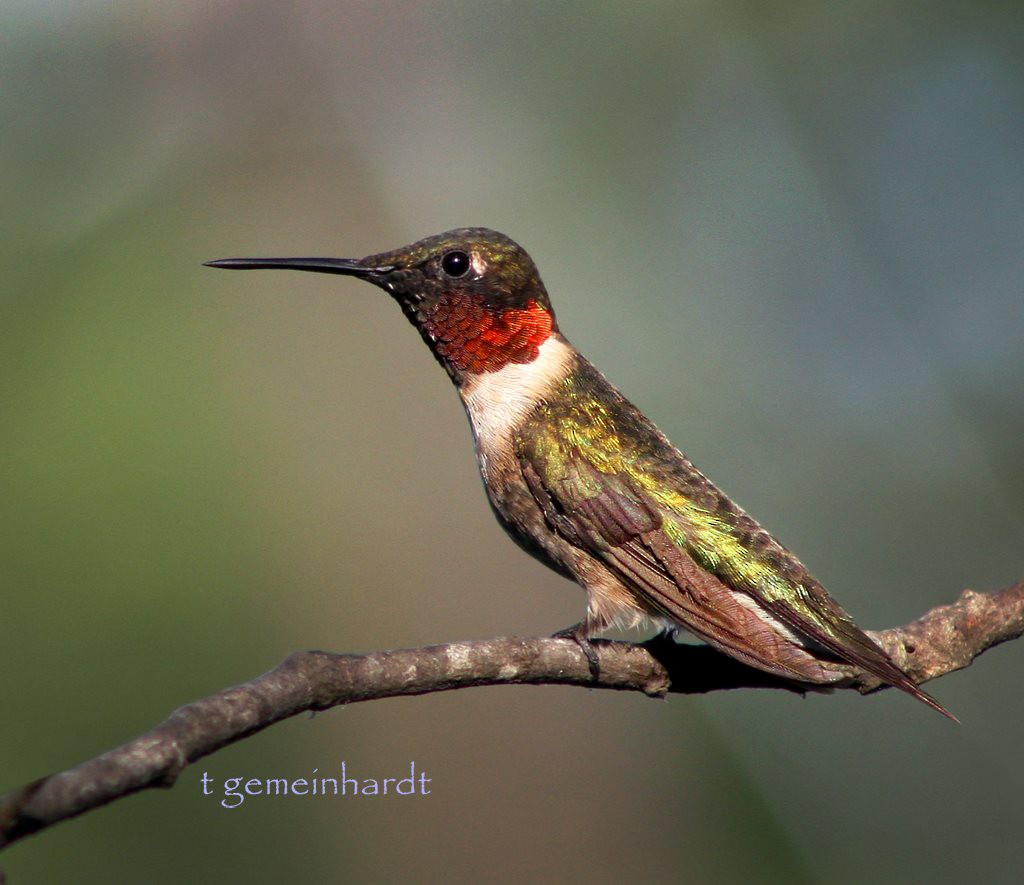 Ruby-throated Hummingbird - KY ARCHIVIST (scribes Andy Newman/Roseanna Denton) Data