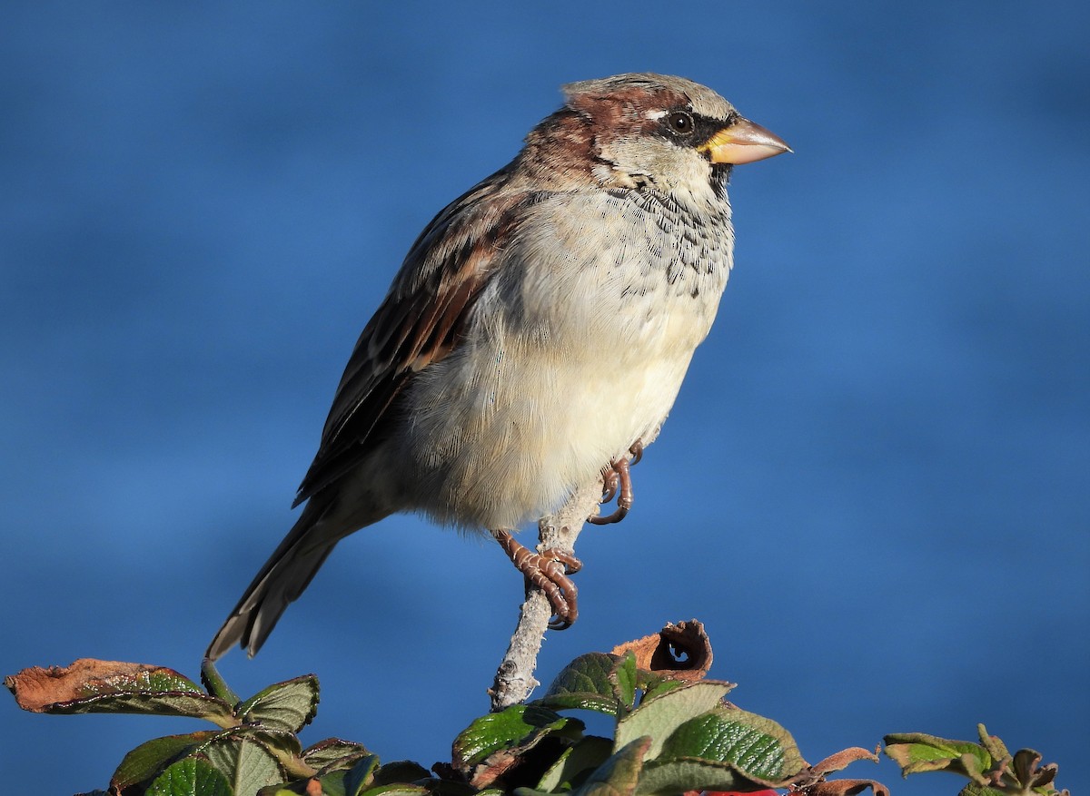 House Sparrow - David W Foster