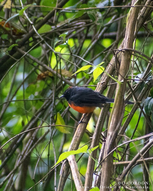 Lateral view (subspecies <em class="SciName notranslate">hellmayri</em>). - Slate-throated Redstart - 