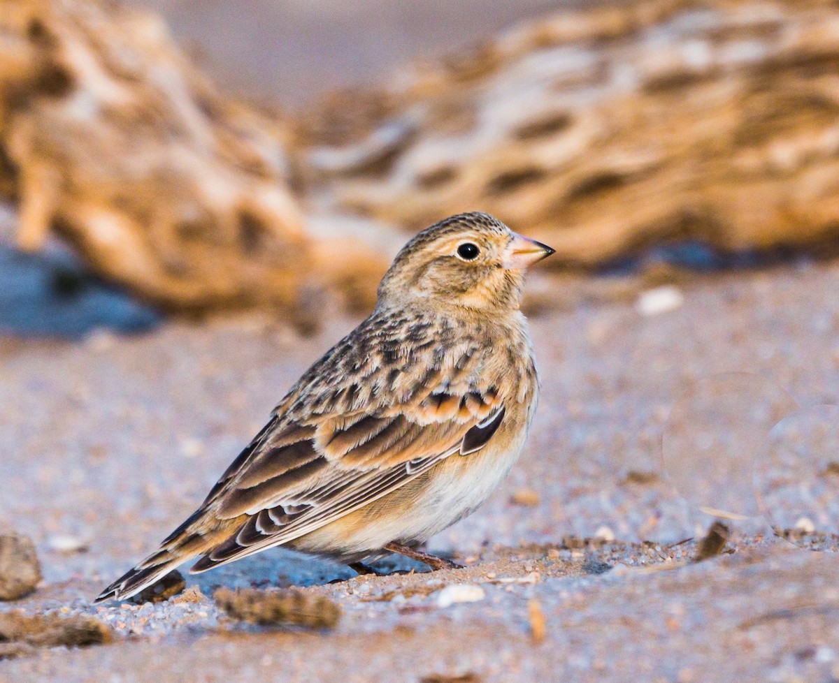 Thick-billed Longspur - ML264118361