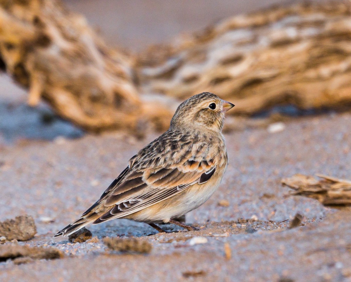 Thick-billed Longspur - ML264118421