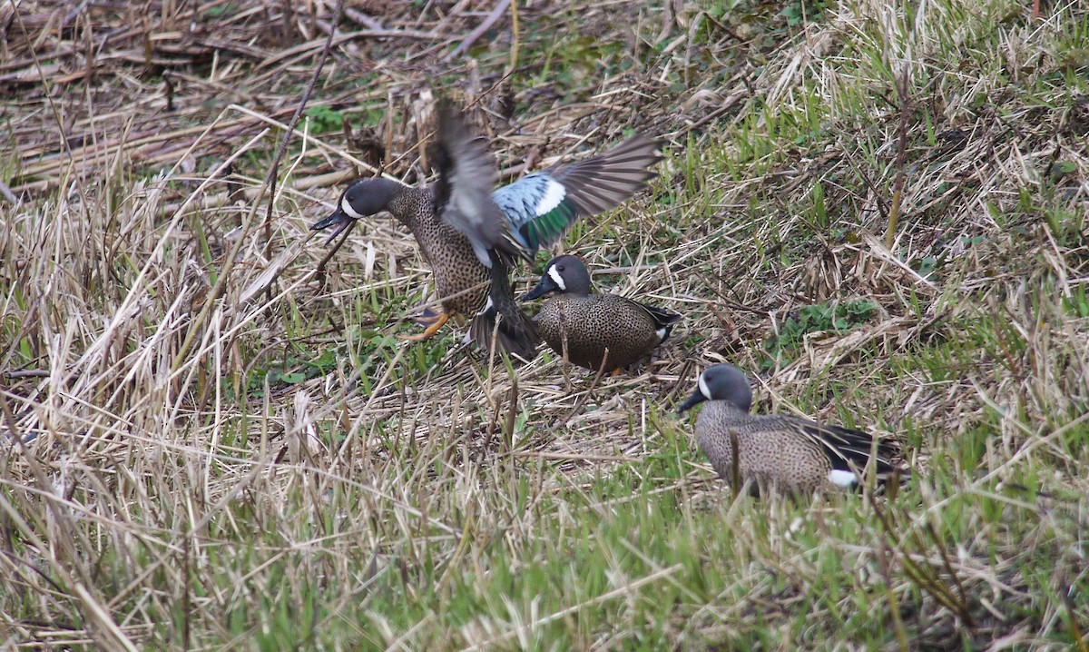 Blue-winged Teal - ML26412011
