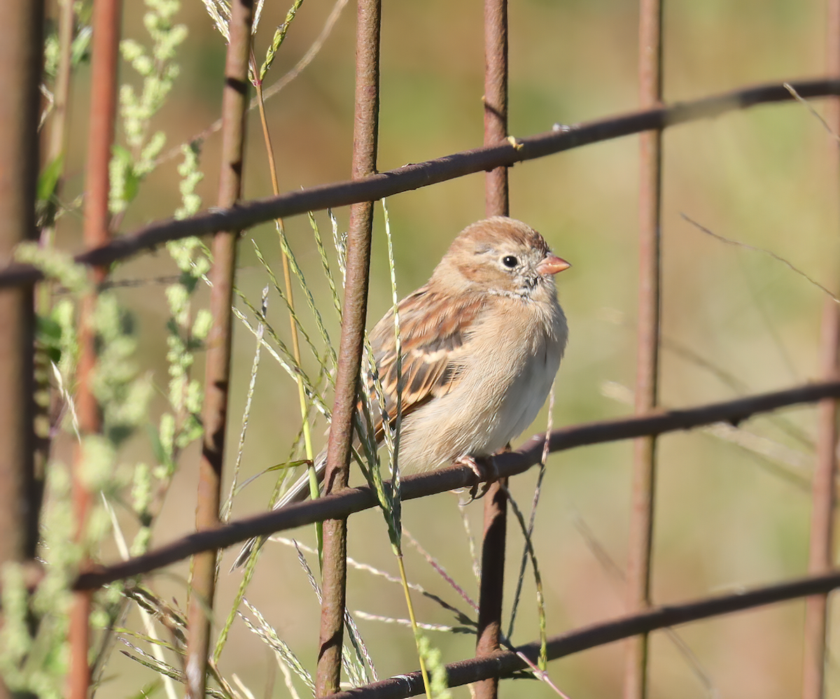 Field Sparrow - ML264122371