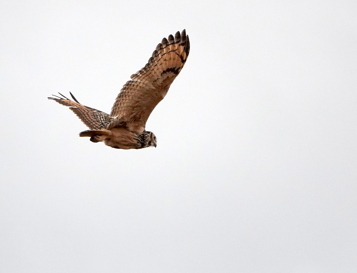 Rock Eagle-Owl - Harsha Jayaramaiah