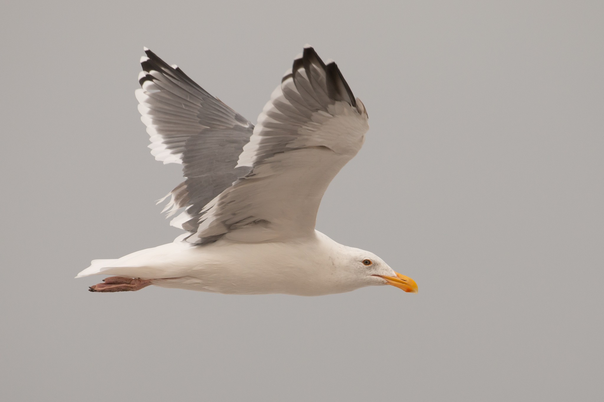 Gulls & Terns - Photo Sharing And Discussion - Whatbird Community