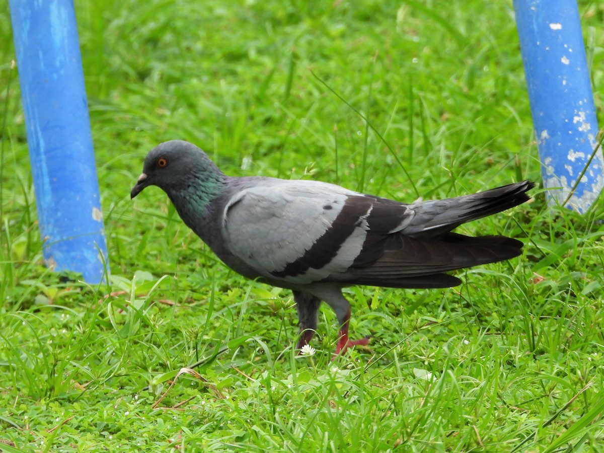 Rock Pigeon (Feral Pigeon) - ML264133391