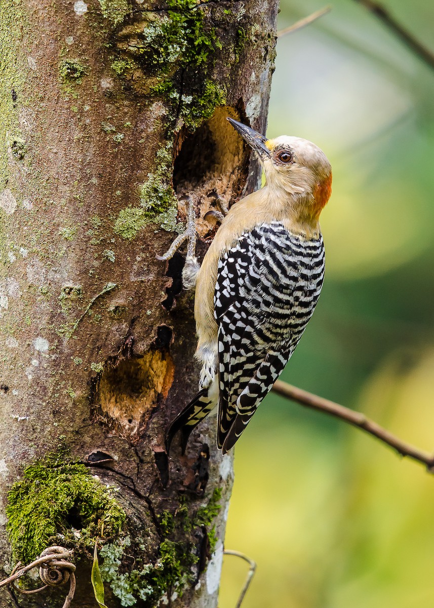 Red-crowned Woodpecker - ML264141701