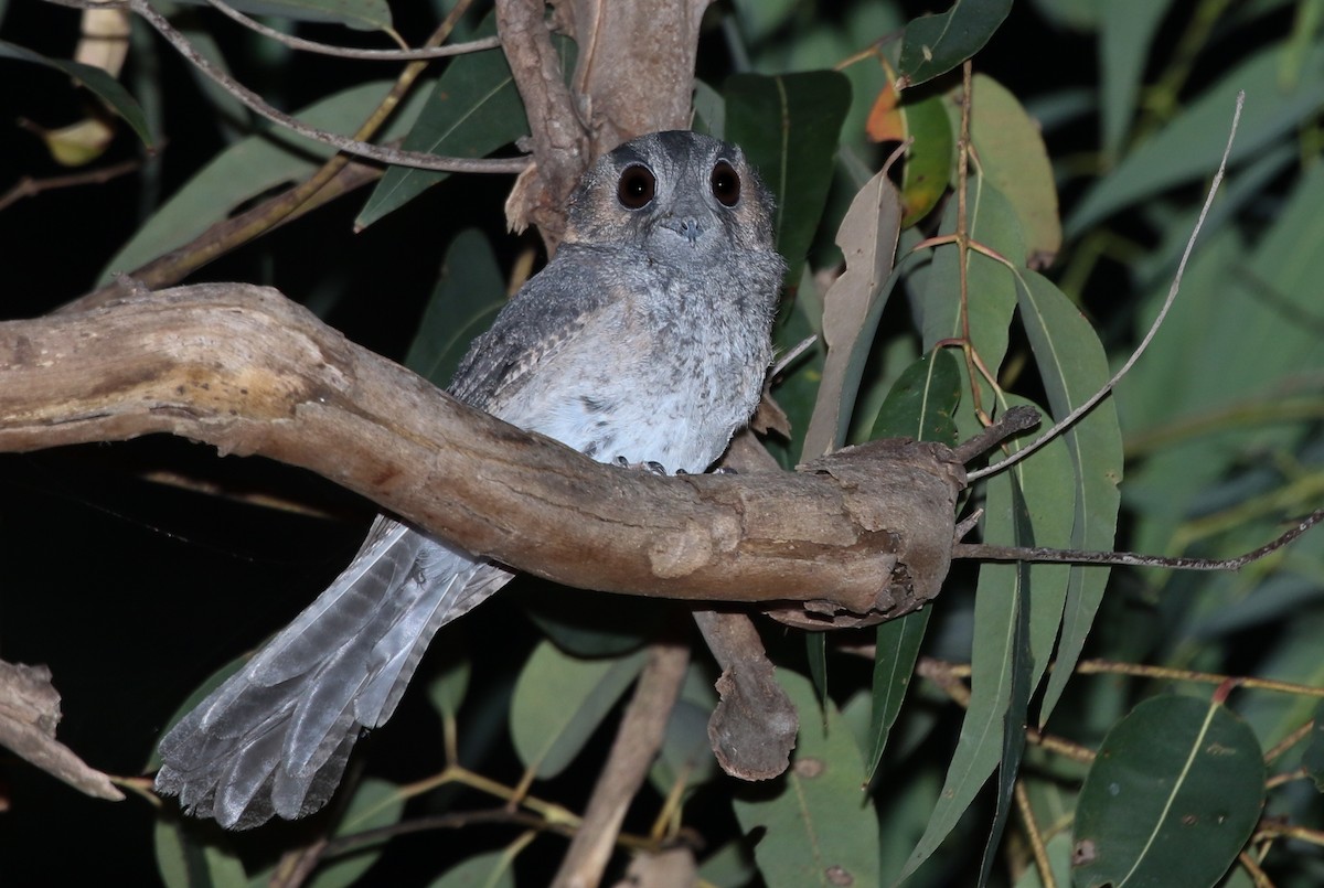 Australian Owlet-nightjar - ML264155251