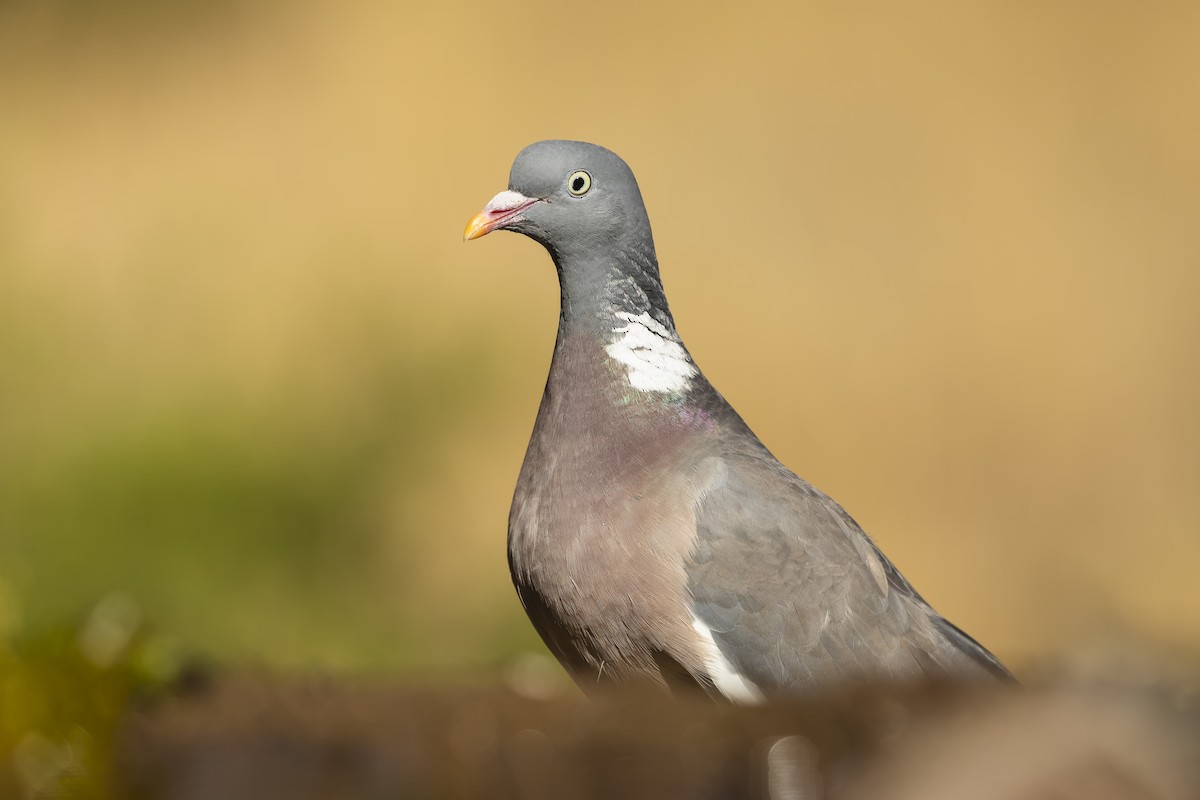 Common Wood-Pigeon - ML264158111