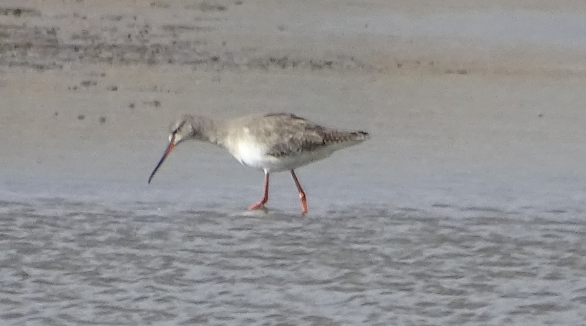 Spotted Redshank - ML264160581
