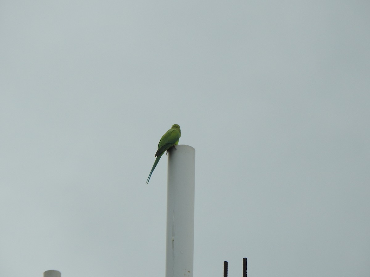 Yeşil Papağan - ML264161391