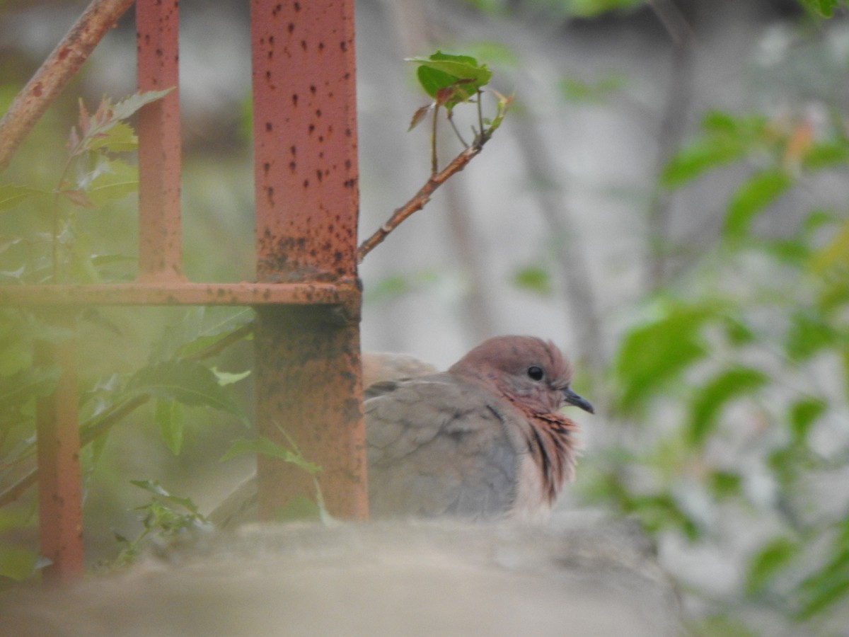 Laughing Dove - ML264161461