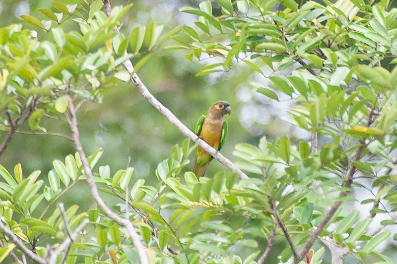 Brown-throated Parakeet - ML264164031