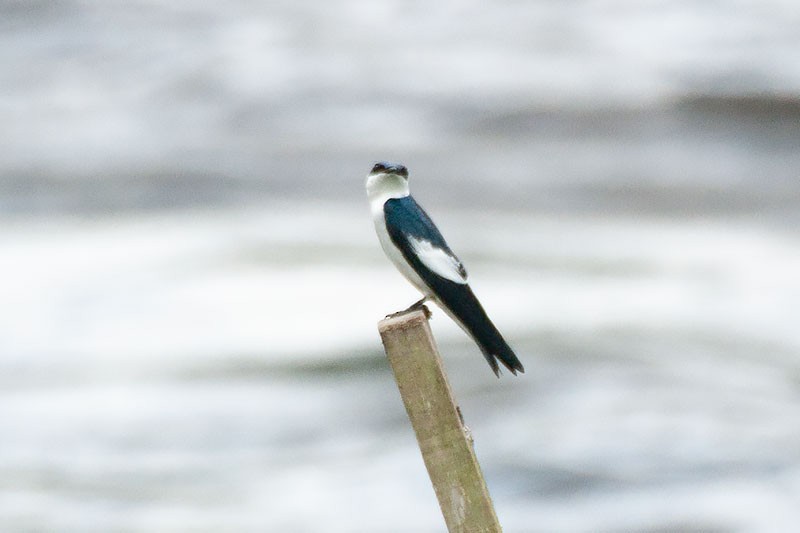 White-winged Swallow - ML264164201