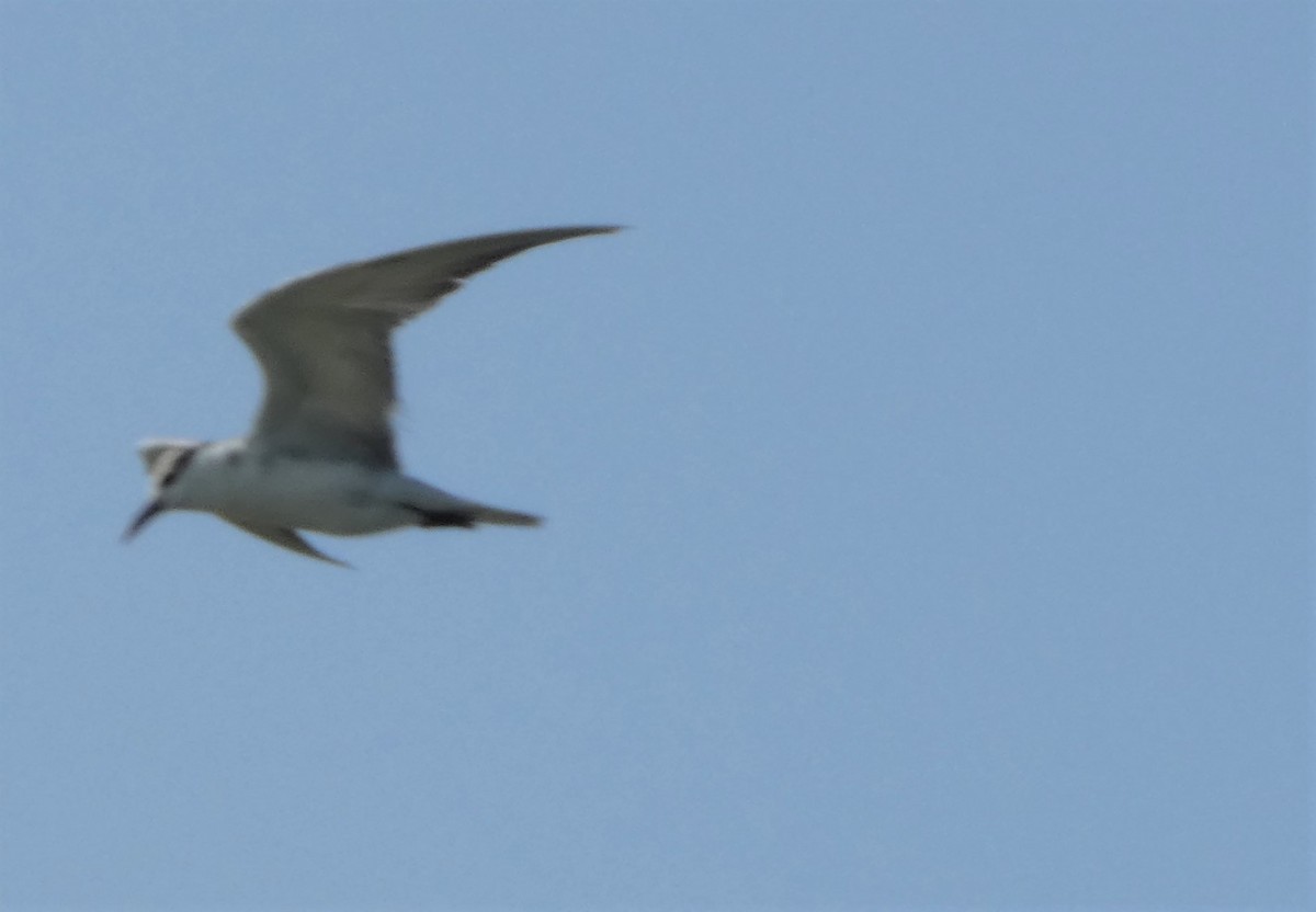 Whiskered Tern - Morten Winther Dahl