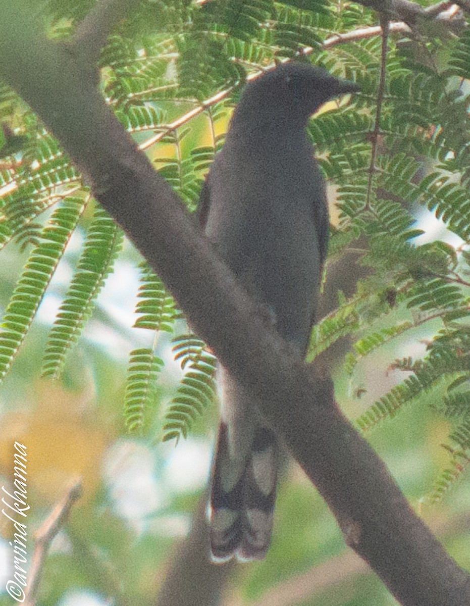 Gray-bellied Cuckoo - Arvind Khanna