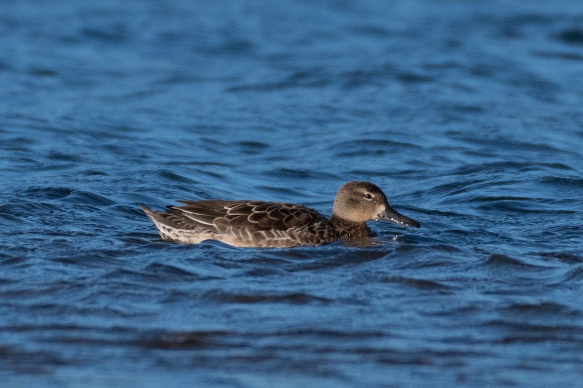 Blue-winged Teal - ML264171251