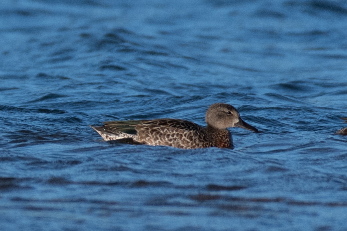 Blue-winged Teal - ML264171261