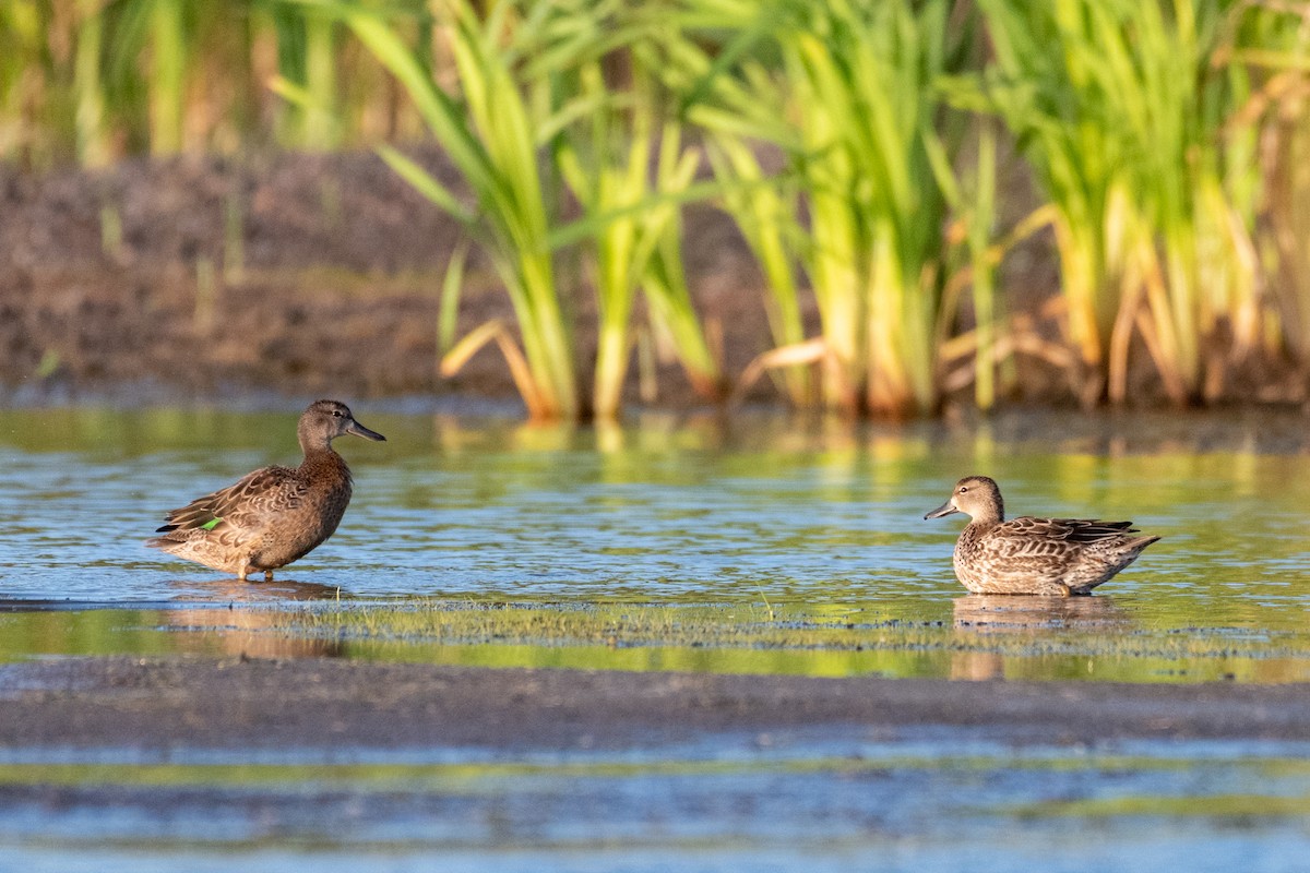 Green-winged Teal - ML264171311