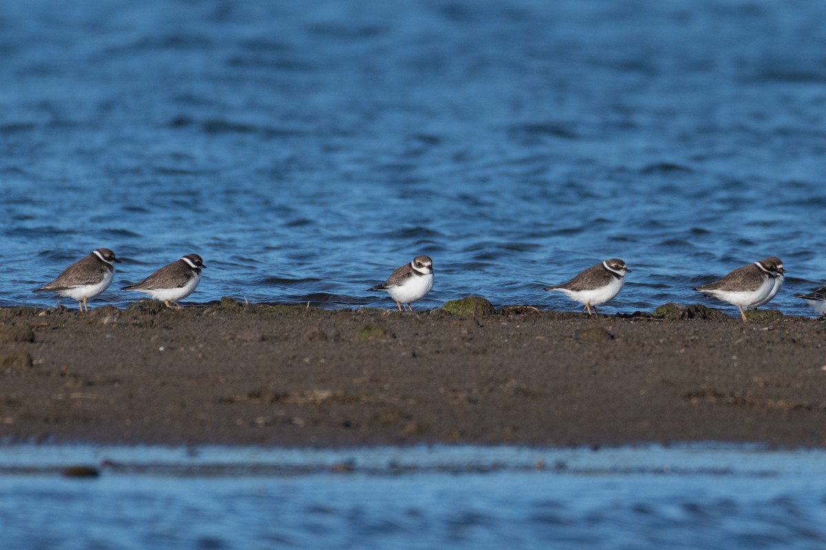 Semipalmated Plover - ML264171981