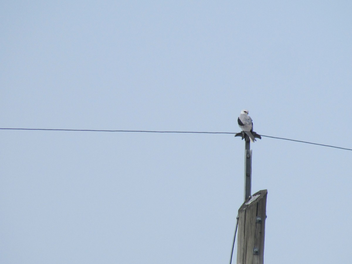 White-tailed Kite - Miguel  C