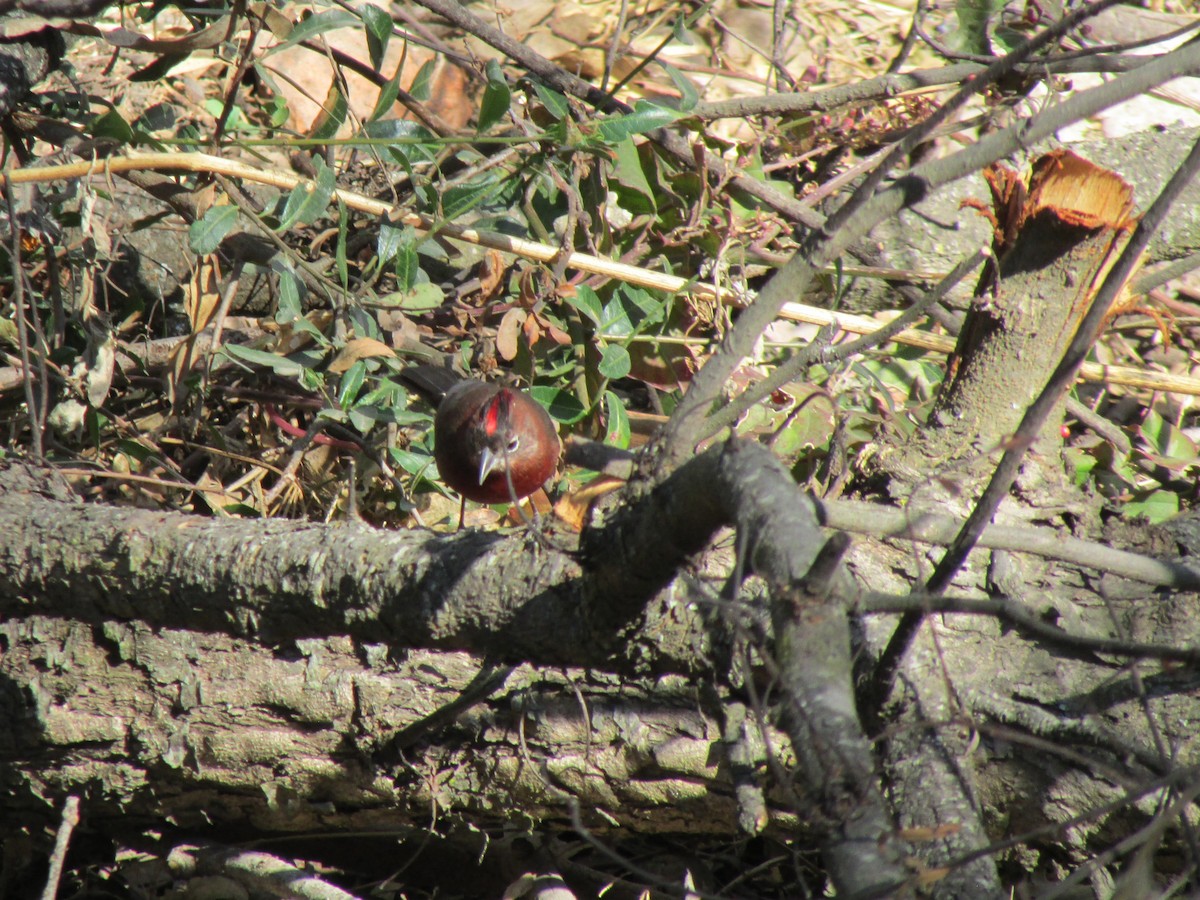 Red-crested Finch - Miguel  C