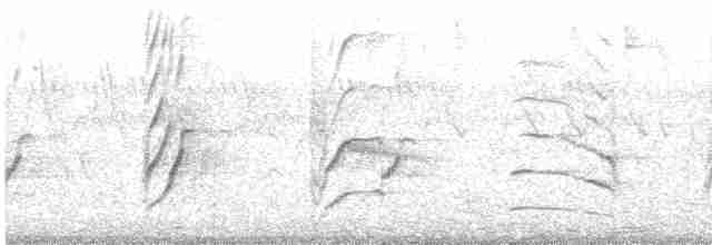 Plum-headed Parakeet - ML264176821