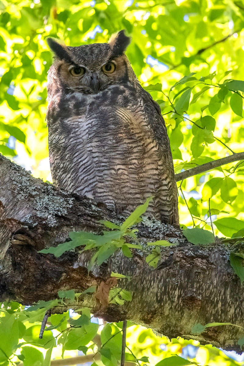 Great Horned Owl - ML264180081