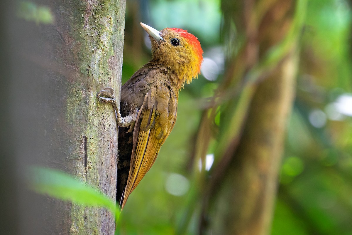 Bamboo Woodpecker - MAHASAK  SUKMEE